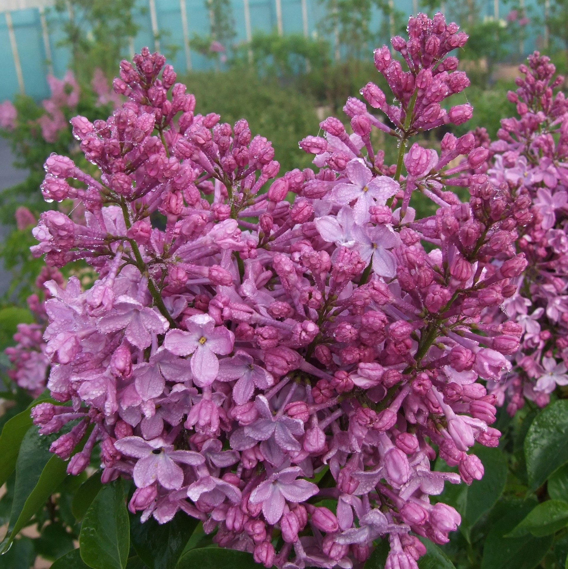 Сирень обыкновенная Александровский Букет